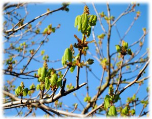 horsechestnut