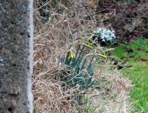 daffodils3