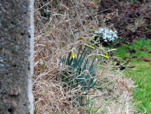 daffodils3