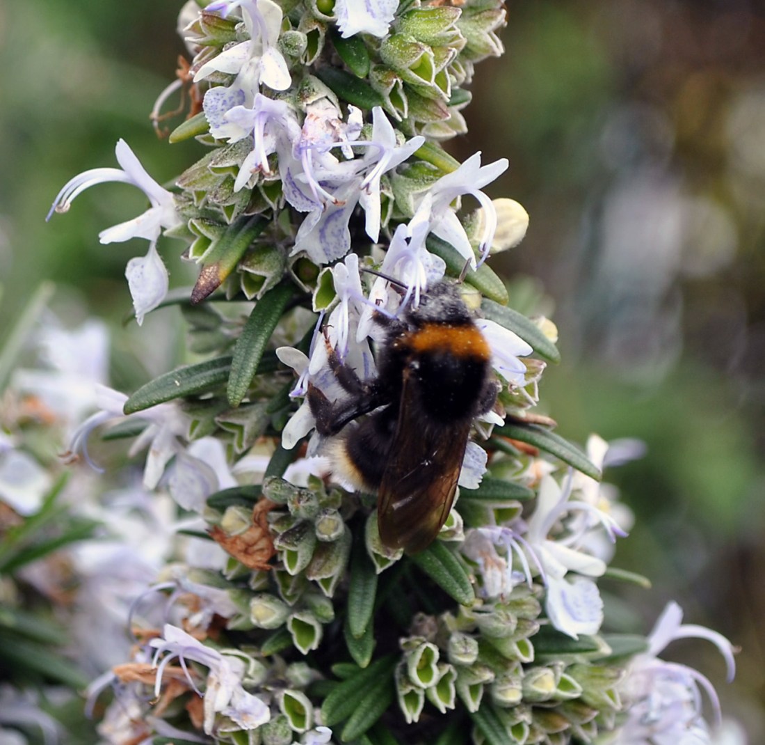 beeonrosemary1