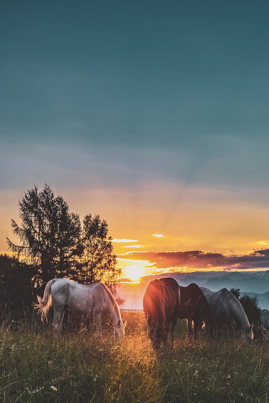 four assorted color horse on grass fields near tall trees during sunset