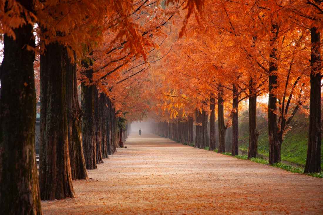 photo of person walking near orange leafed trees