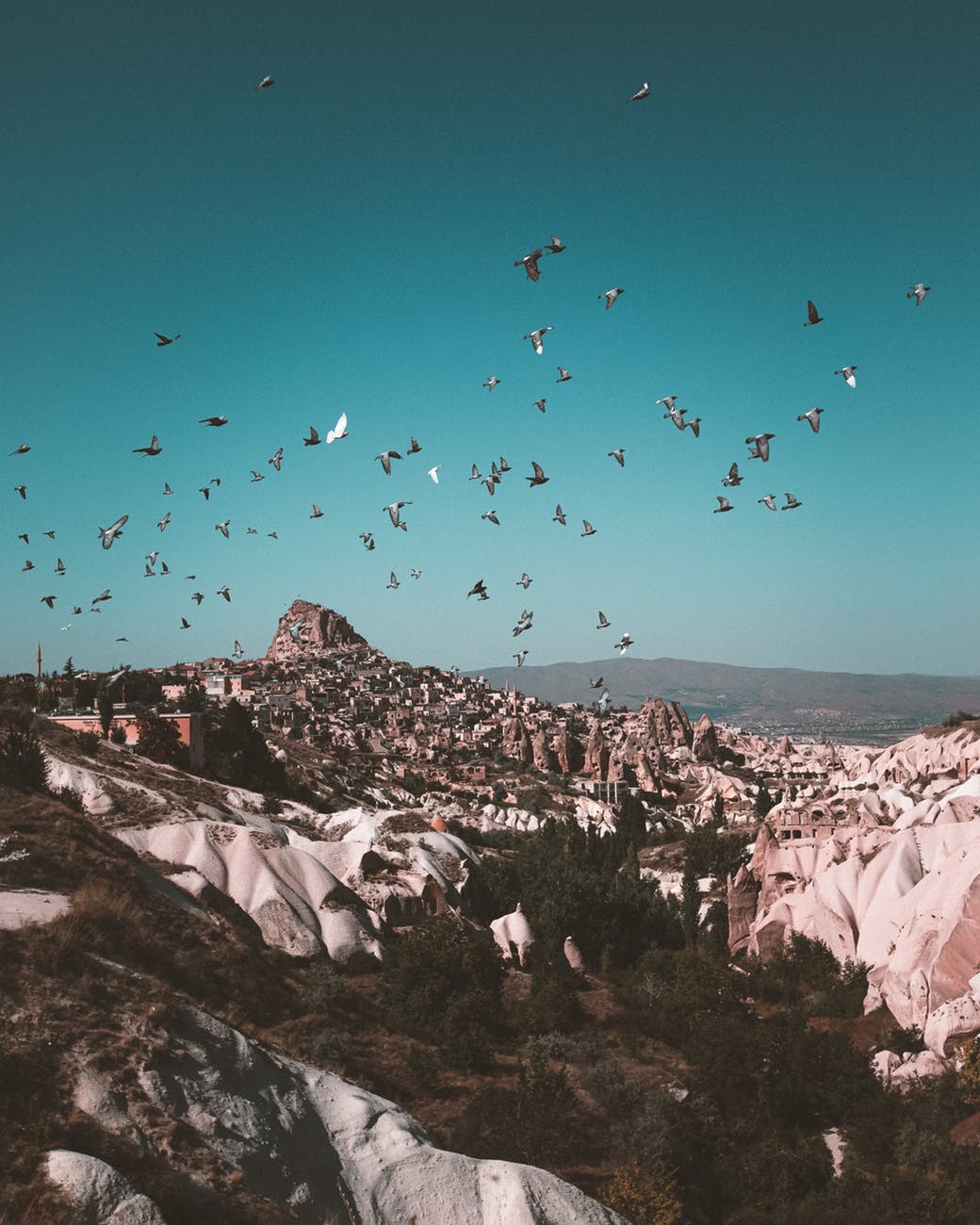 flock of birds above a mountain