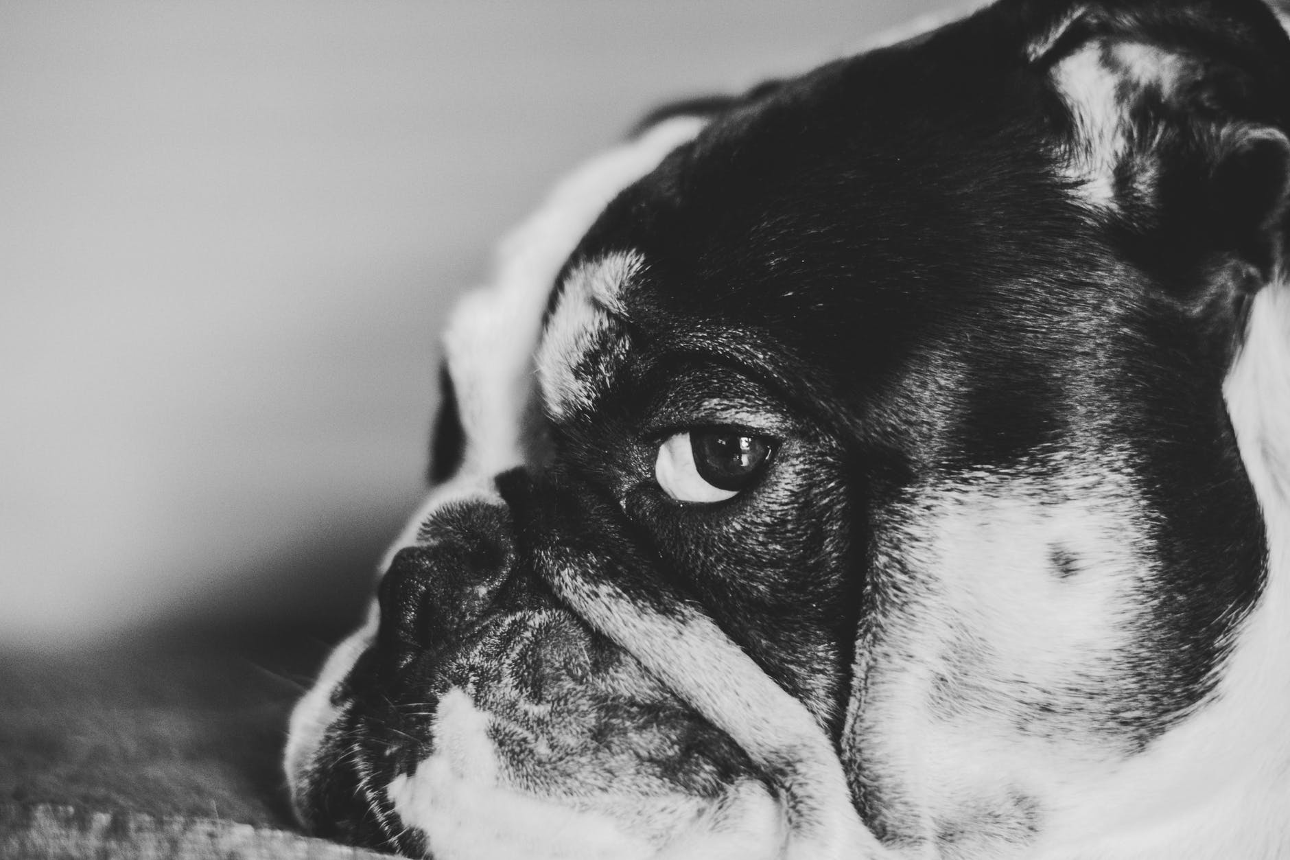 closeup photo of black and white dog