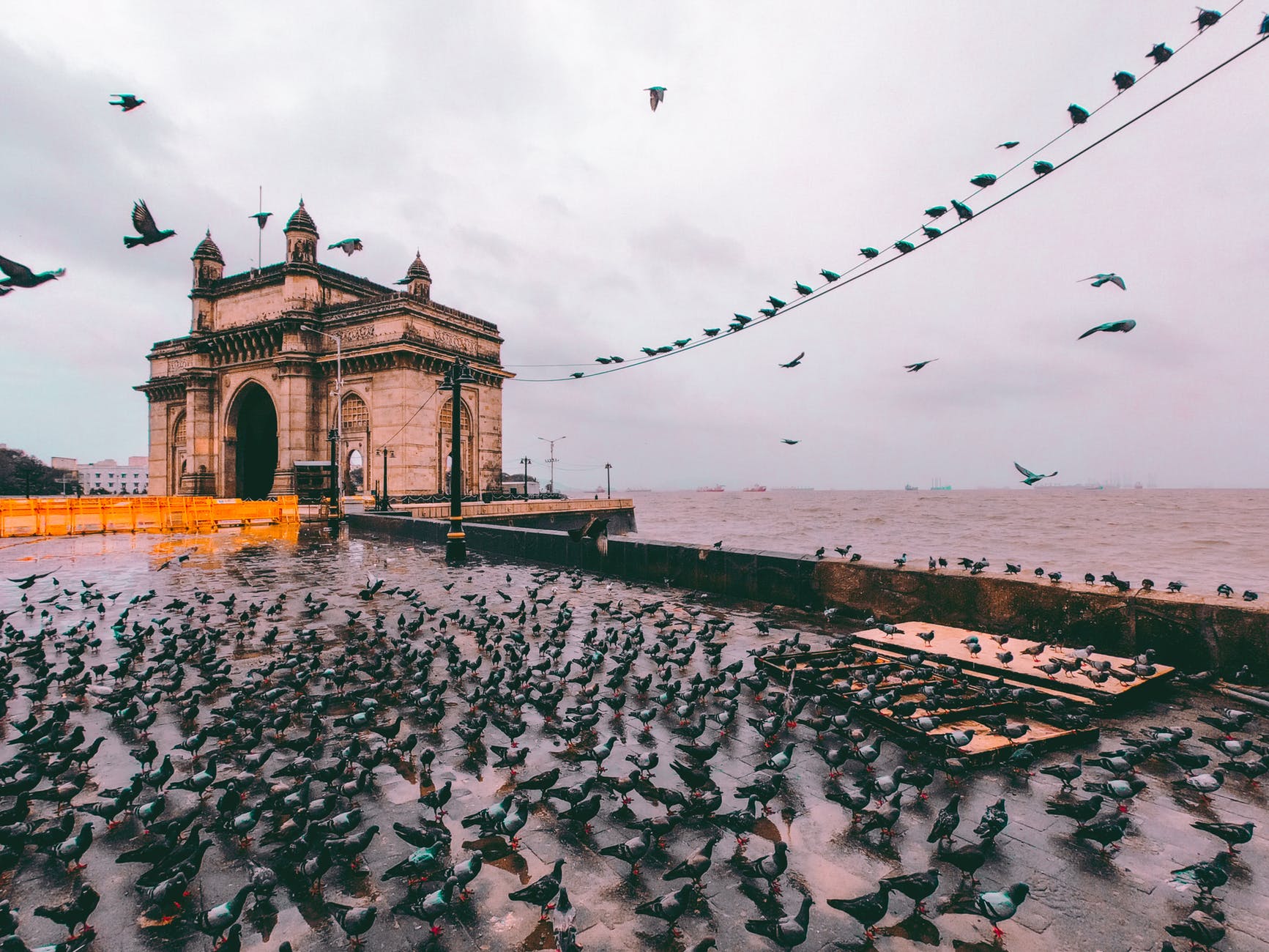 flock of birds gathering on concrete pavement near sea