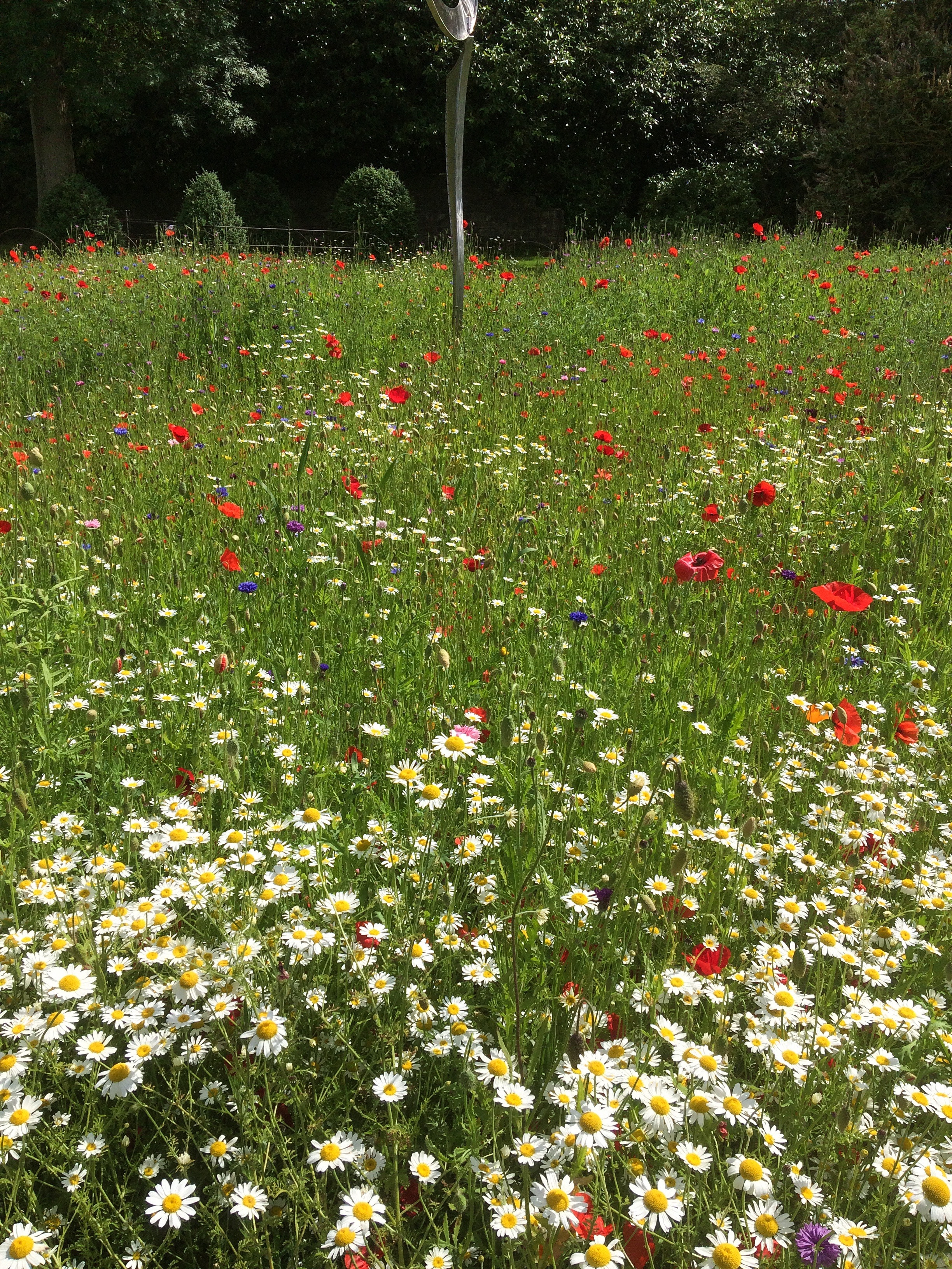 flowers-grass-daisies-poppies-3641756