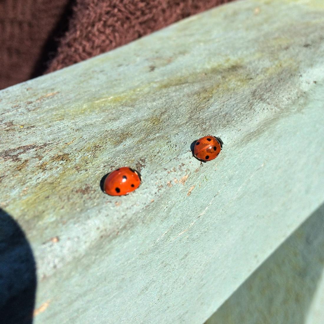 nature-insects-ladybirds-4422965