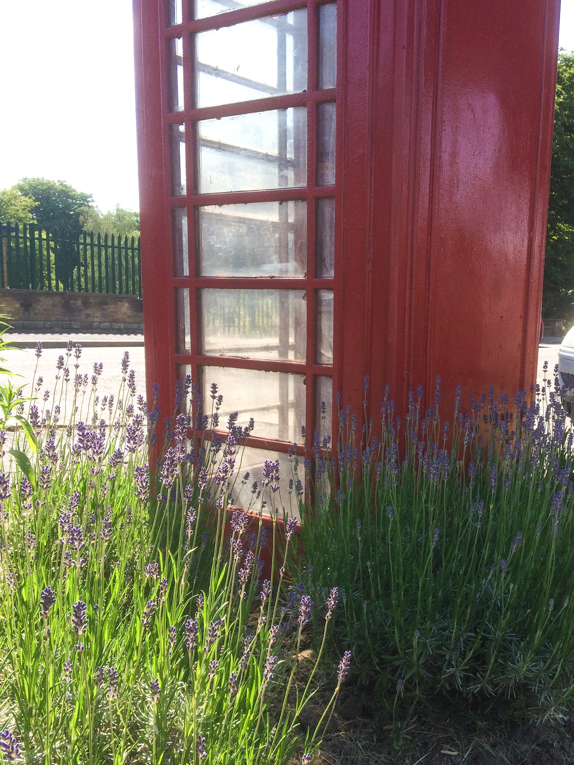 red-telephone-lavender-flower-4526099
