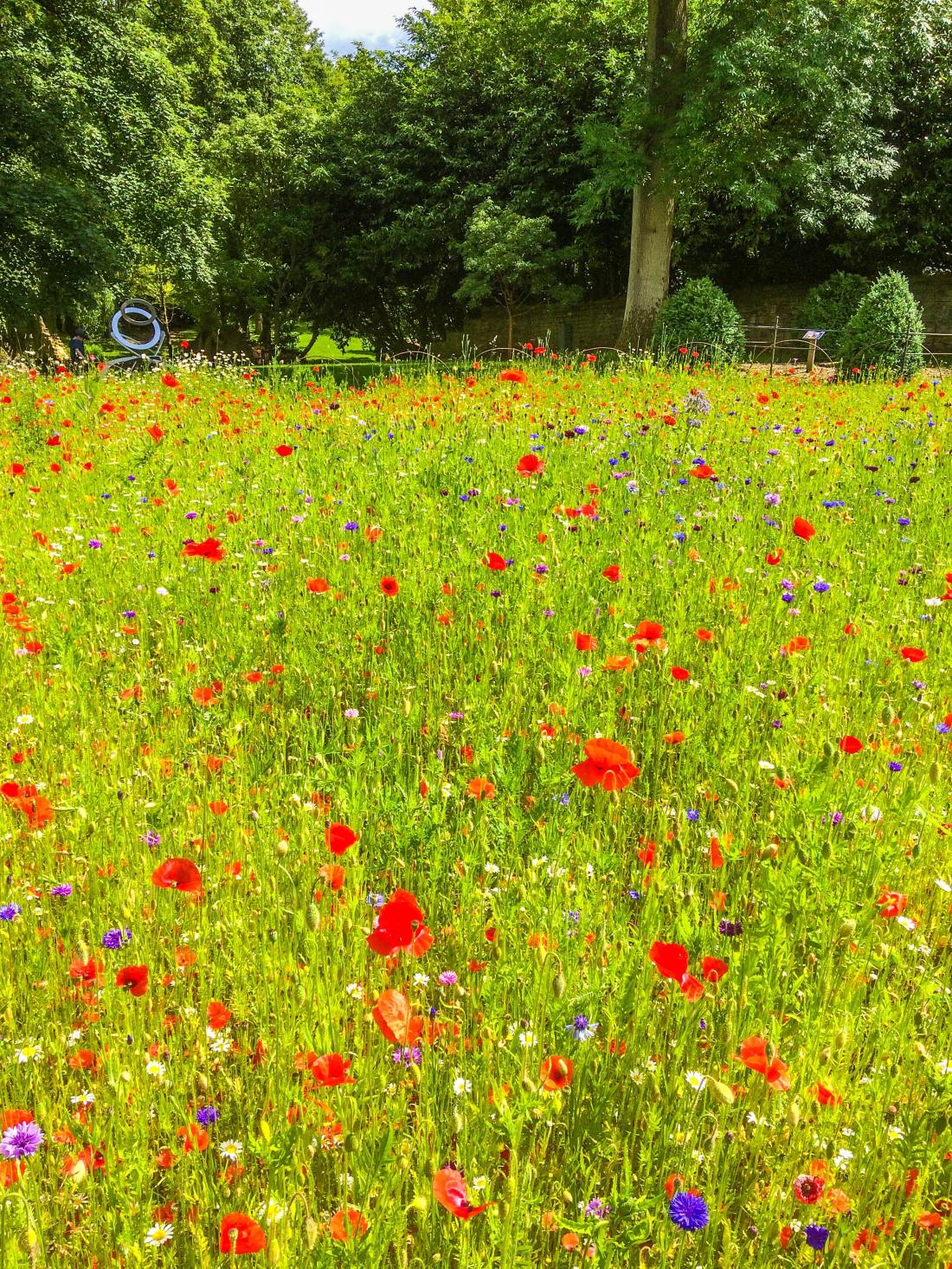 summer-grass-wild-poppies-red-flowers-3600057