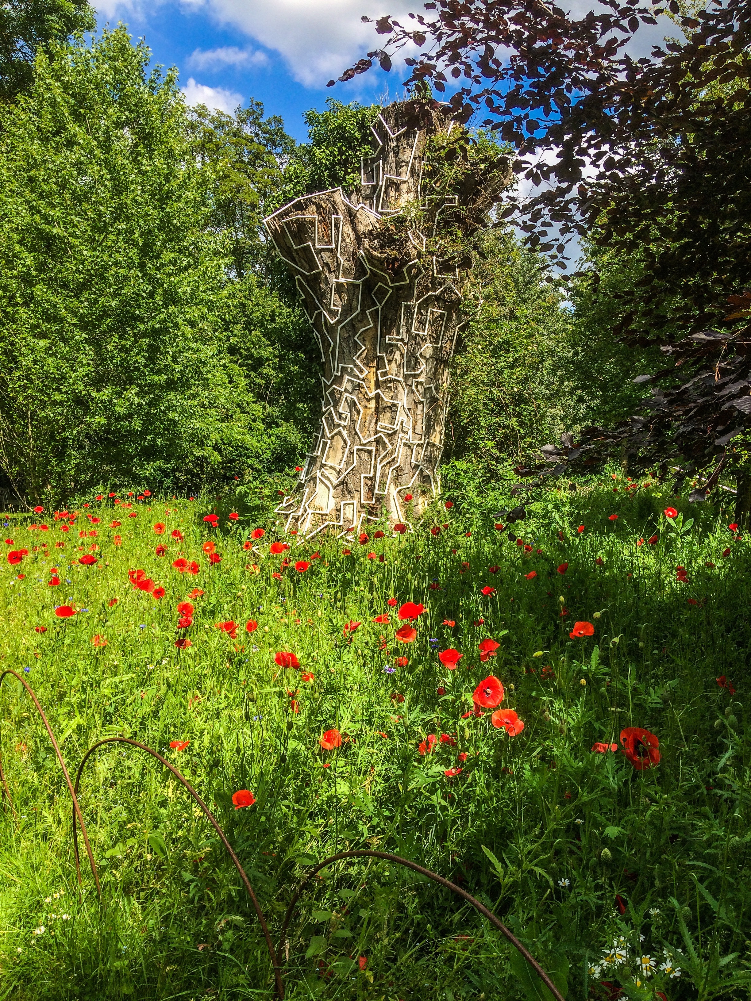 wild-poppies-gardens-poppies-3610631