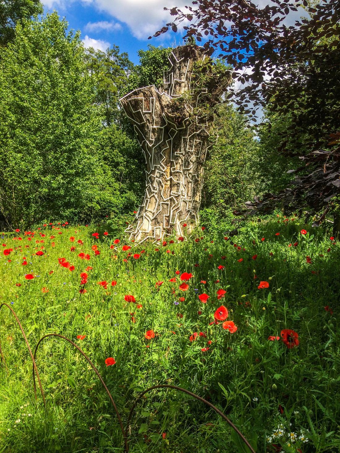 wild-poppies-gardens-poppies-3610631