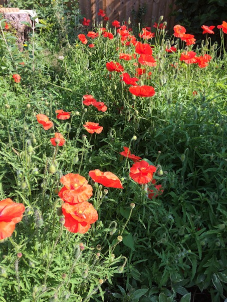 7C45EBAF-346E-4778-9F00-00C98C3BD1B3