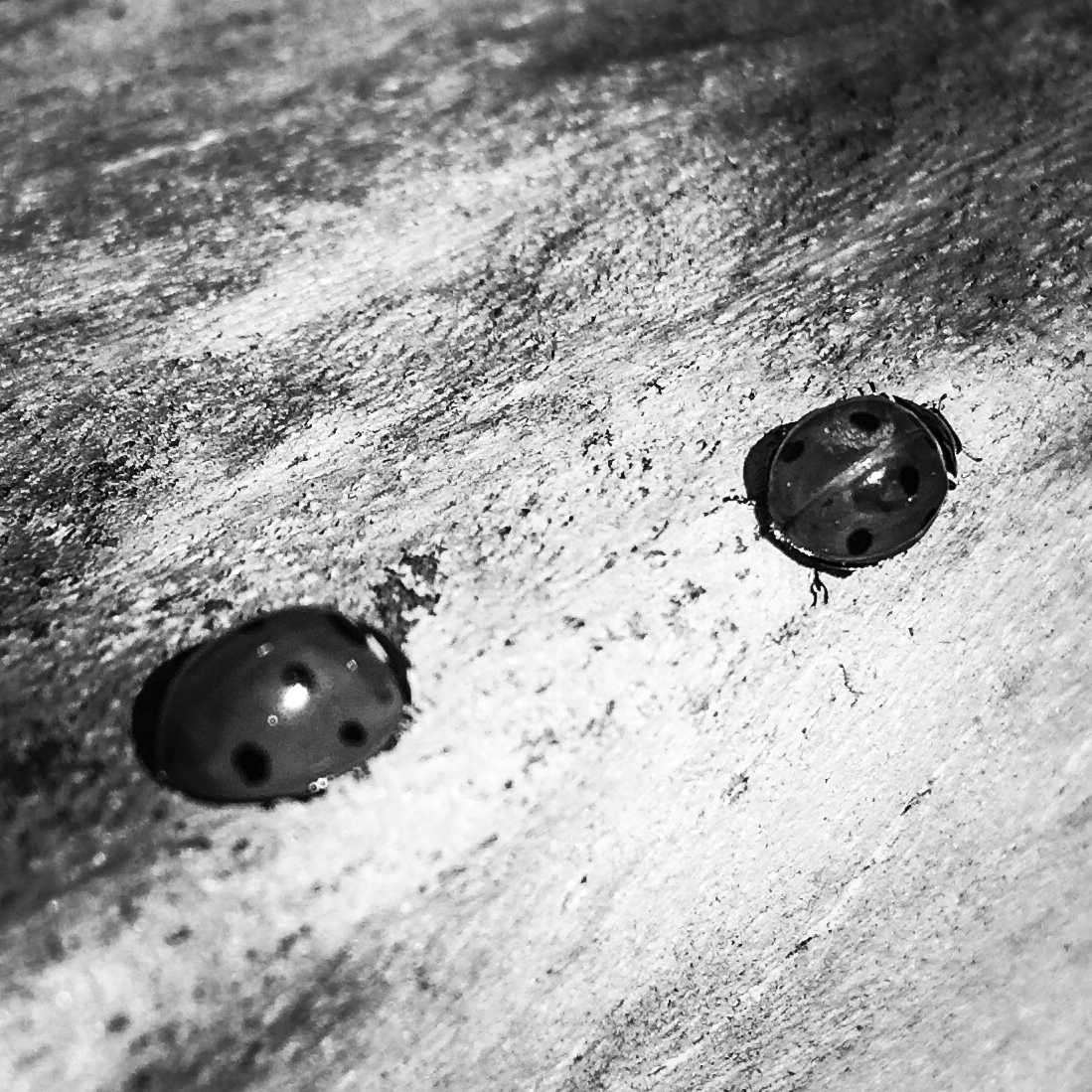 bfba649a598d4c8780f0cd2370ba3de6